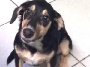 Cachorro raça SRD idade  nome Lolita