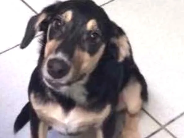 Cachorro ra a SRD idade  nome Lolita