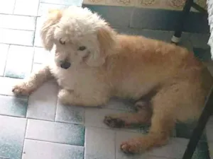 Cachorro raça poodle idade 6 ou mais anos nome Bernar