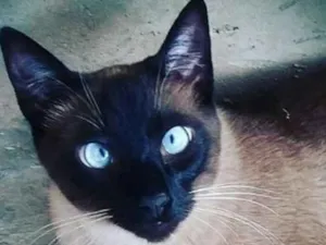 Gato raça Siamês idade 2 anos nome Dastan