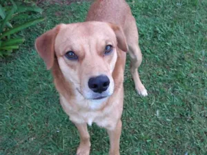 Cachorro raça vira-lata idade 2 anos nome Dom