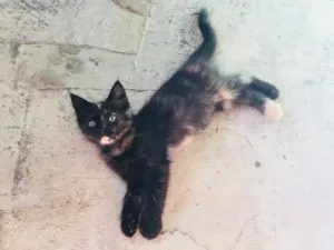 Gato raça Srd  idade 2 a 6 meses nome Lupita