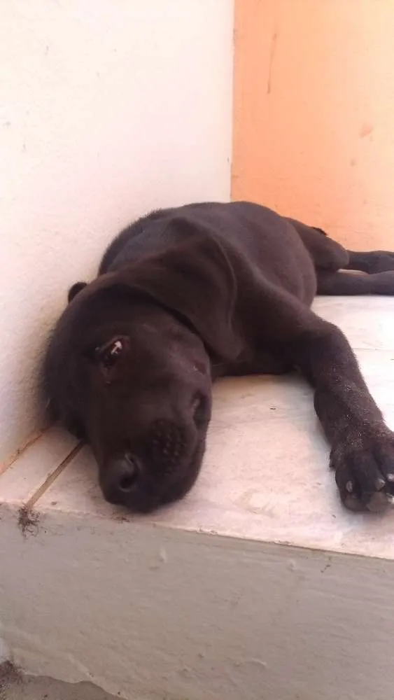 Cachorro ra a  idade 2 a 6 meses nome Sem nome