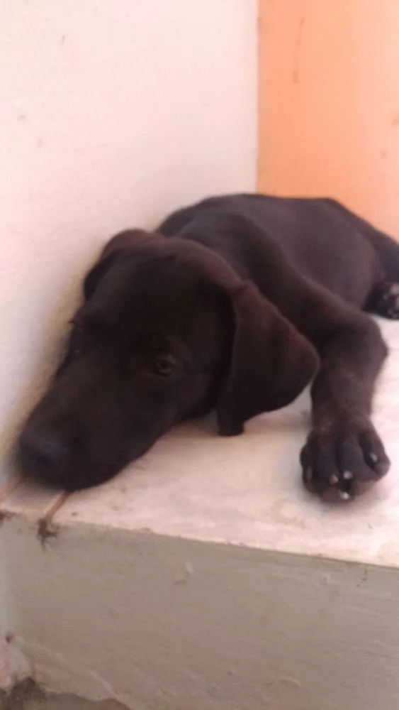 Cachorro ra a  idade 2 a 6 meses nome Sem nome