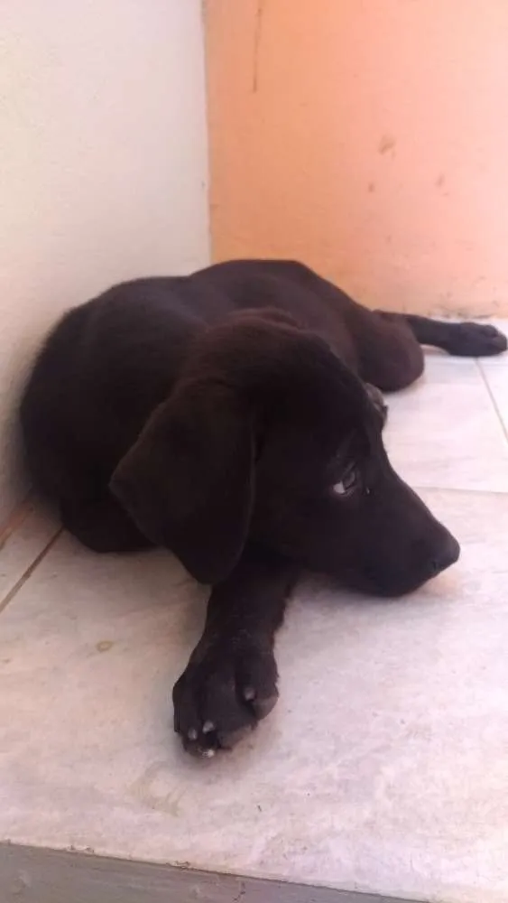 Cachorro ra a  idade 2 a 6 meses nome Sem nome