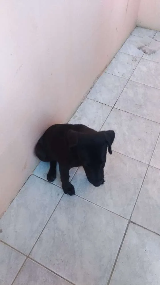 Cachorro ra a  idade 2 a 6 meses nome Sem nome