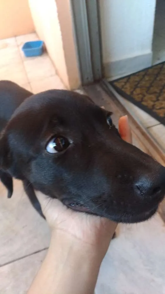 Cachorro ra a  idade 2 a 6 meses nome Sem nome