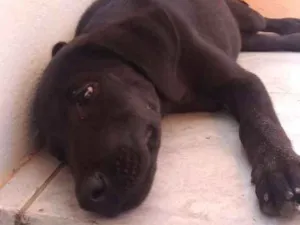Cachorro raça  idade 2 a 6 meses nome Sem nome