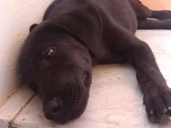 Cachorro ra a  idade 2 a 6 meses nome Sem nome