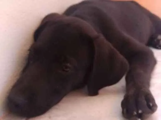 Cachorro ra a  idade 2 a 6 meses nome Sem nome