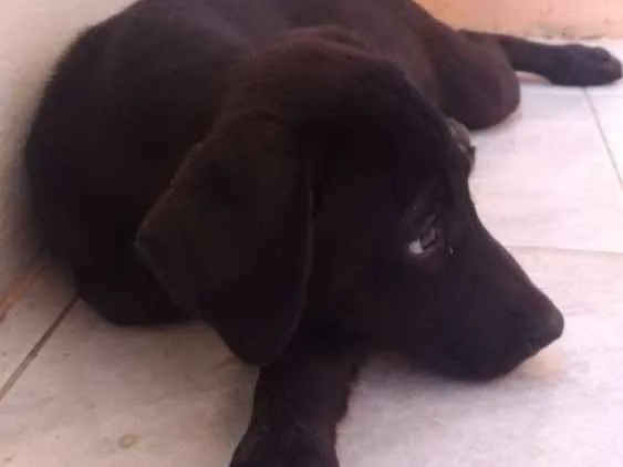 Cachorro ra a  idade 2 a 6 meses nome Sem nome