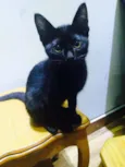 Junior