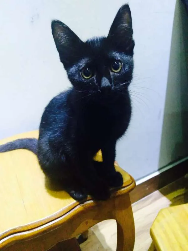 Gato ra a SRD idade 2 a 6 meses nome Junior