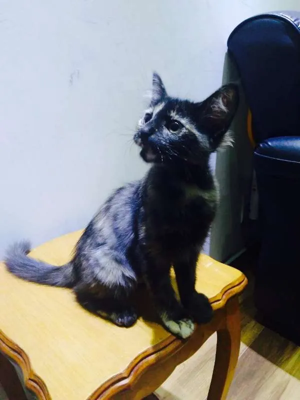 Gato ra a srd idade 2 a 6 meses nome Mia