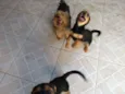 Toy