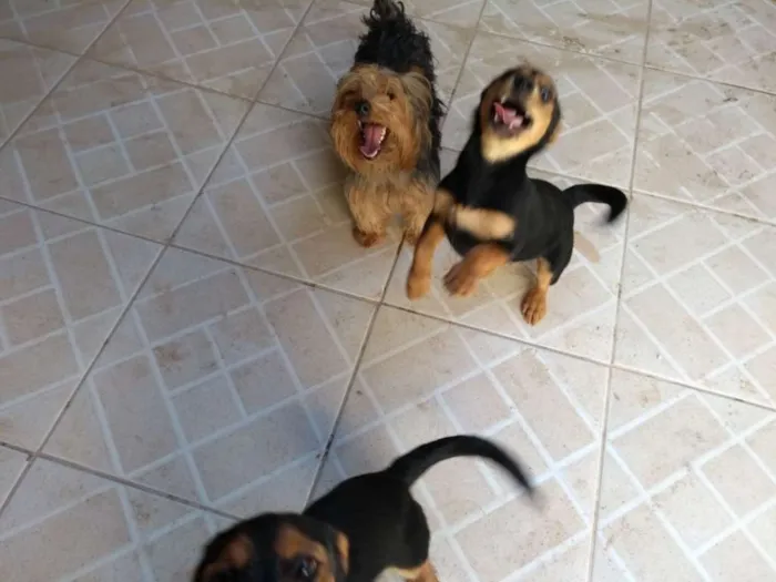 Cachorro raça  Yoshine com outro cachorro  idade 7 a 11 meses nome Toy