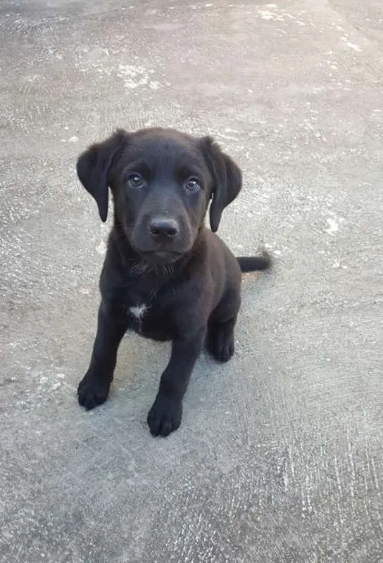 Cachorro ra a srd idade 2 a 6 meses nome FILHOTES
