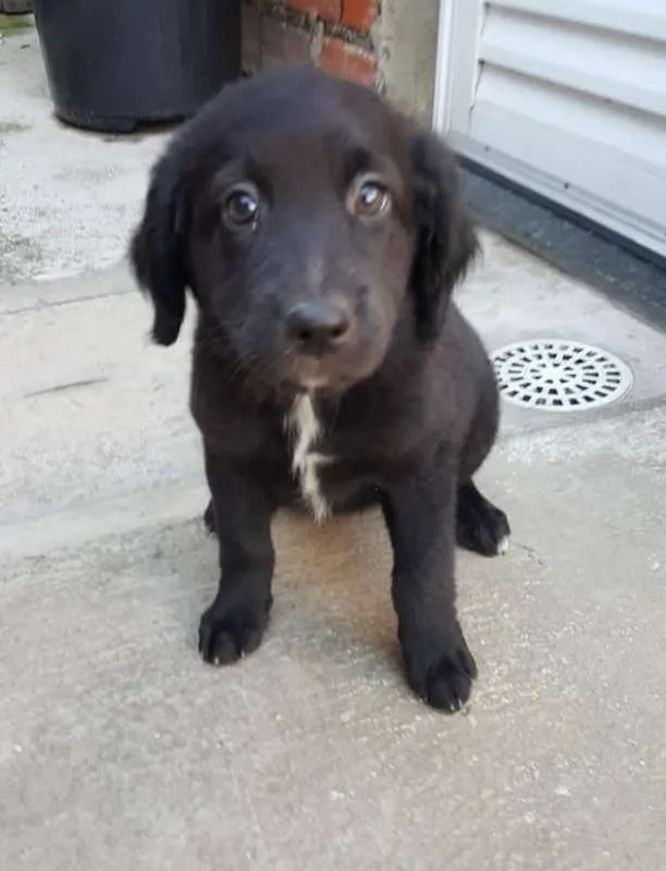 Cachorro ra a srd idade 2 a 6 meses nome FILHOTES