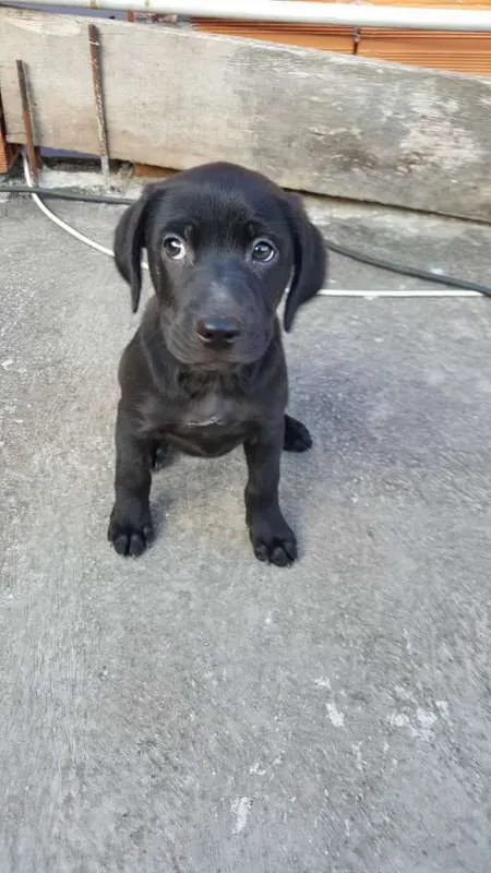 Cachorro ra a srd idade 2 a 6 meses nome FILHOTES