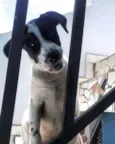 SNOOPY
