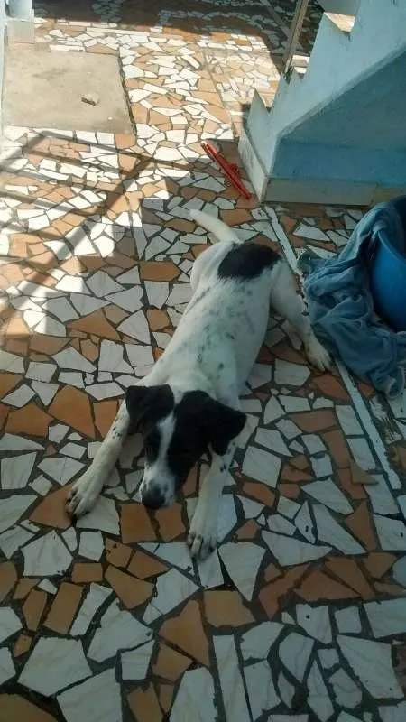 Cachorro ra a srd idade 2 a 6 meses nome SNOOPY