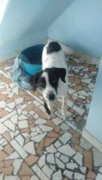 SNOOPY