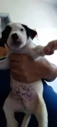 Varios