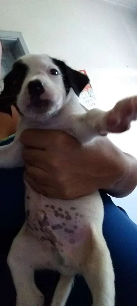 Cachorro ra a Sdr idade 2 a 6 meses nome Varios