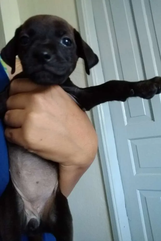 Cachorro ra a Sdr idade 2 a 6 meses nome Varios