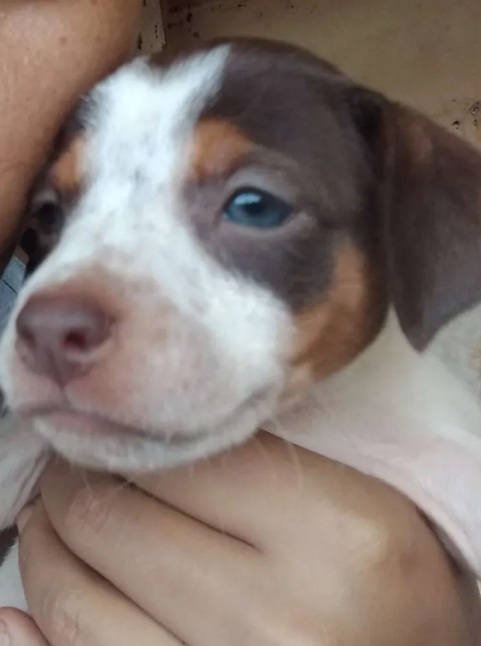 Cachorro ra a Sdr idade 2 a 6 meses nome Varios