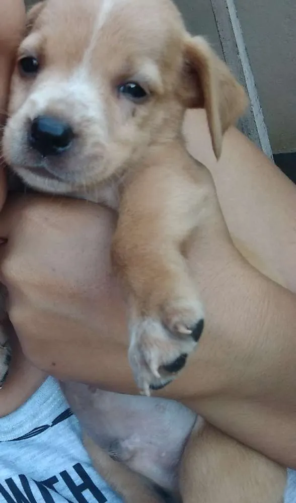 Cachorro ra a Sdr idade 2 a 6 meses nome Varios