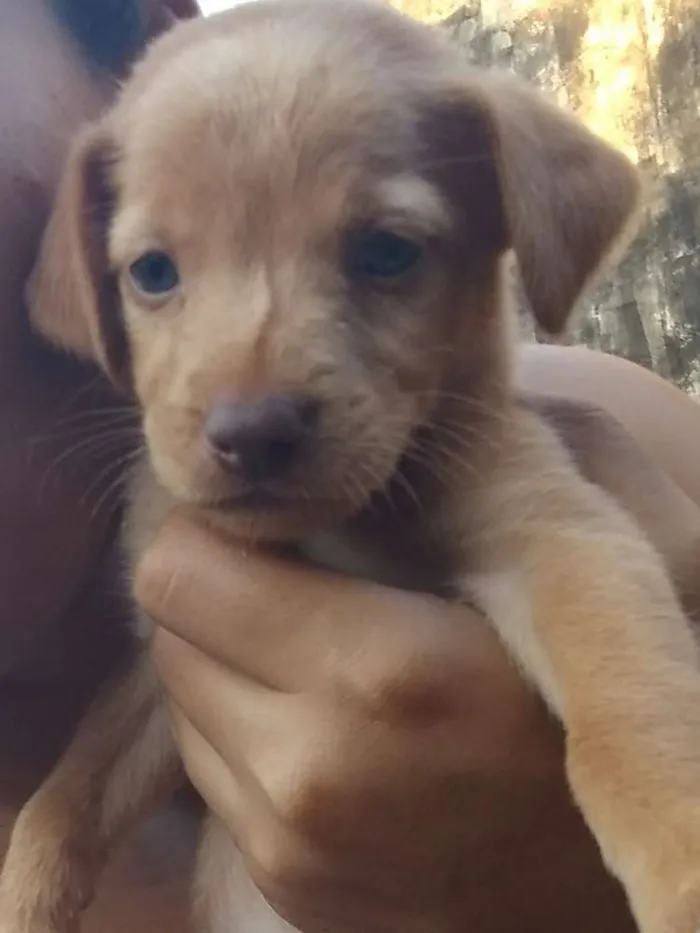 Cachorro ra a Sdr idade 2 a 6 meses nome Varios