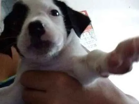 Cachorro ra a Sdr idade 2 a 6 meses nome Varios