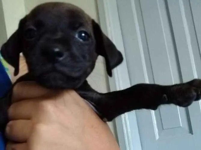 Cachorro ra a Sdr idade 2 a 6 meses nome Varios