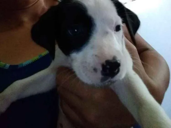 Cachorro ra a Sdr idade 2 a 6 meses nome Varios