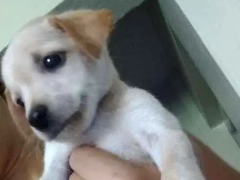 Cachorro ra a Sdr idade 2 a 6 meses nome Varios
