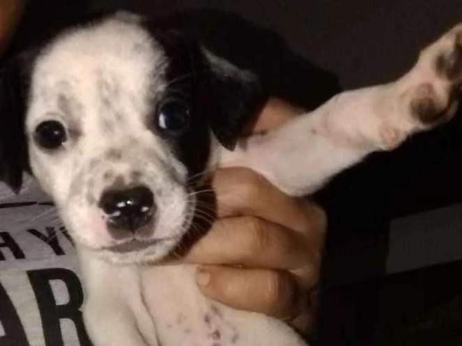 Cachorro ra a Sdr idade 2 a 6 meses nome Varios