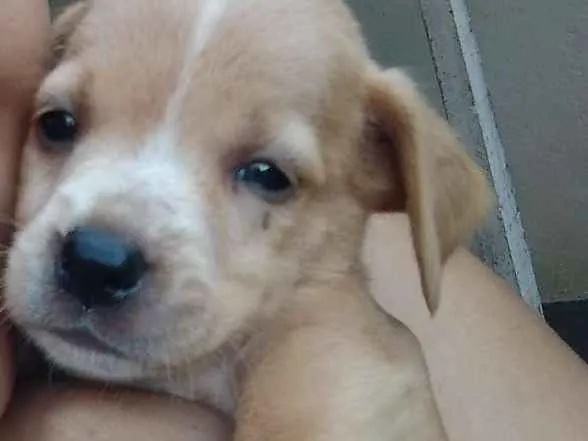 Cachorro ra a Sdr idade 2 a 6 meses nome Varios