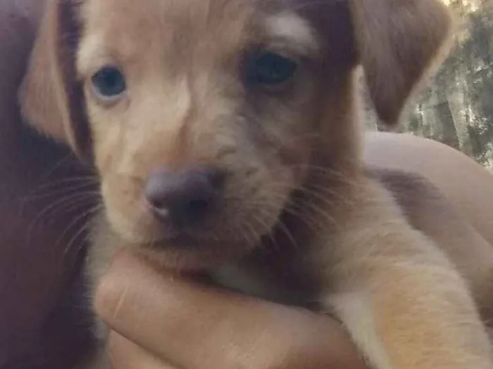Cachorro ra a Sdr idade 2 a 6 meses nome Varios