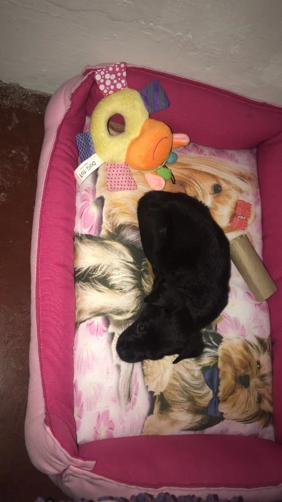 Cachorro ra a Sem raca idade 2 a 6 meses nome Nina