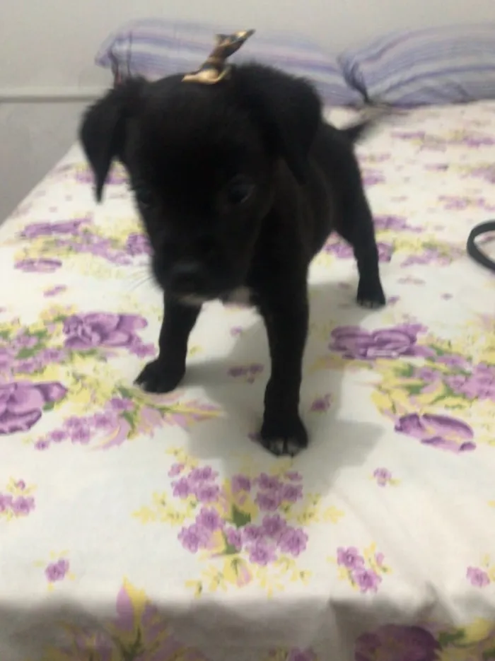 Cachorro ra a Sem raca idade 2 a 6 meses nome Nina