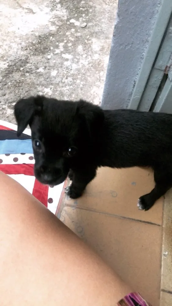 Cachorro ra a Sem raca idade 2 a 6 meses nome Nina