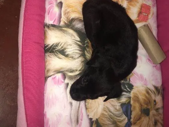 Cachorro ra a Sem raca idade 2 a 6 meses nome Nina
