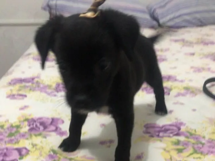Cachorro ra a Sem raca idade 2 a 6 meses nome Nina