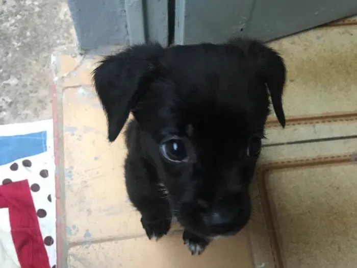 Cachorro ra a Sem raca idade 2 a 6 meses nome Nina
