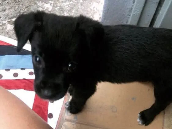 Cachorro ra a Sem raca idade 2 a 6 meses nome Nina