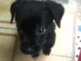 Nina