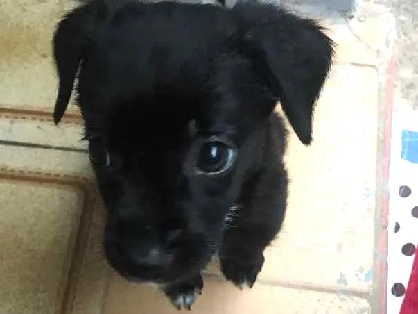 Cachorro ra a Sem raca idade 2 a 6 meses nome Nina