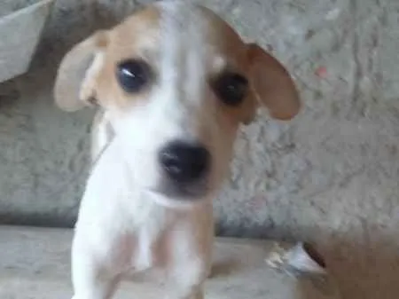 Cachorro ra a SRD idade 2 a 6 meses nome Sem Nome