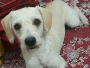 Cachorro raça Mestiça de Poodle idade 7 a 11 meses nome Clara